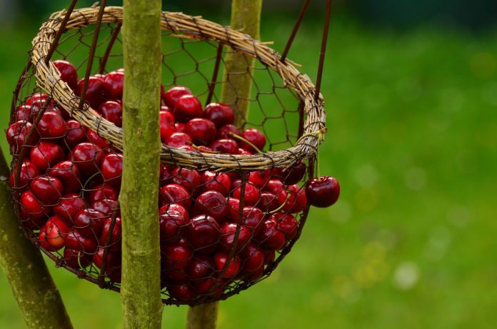 Cherry